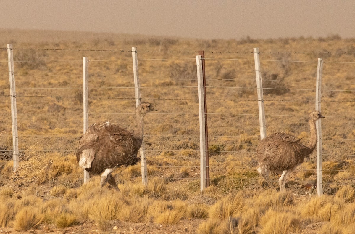 eBird Checklist - 27 Oct 2022 - Auto selected -48.30373, -67.72326 - 1 ...