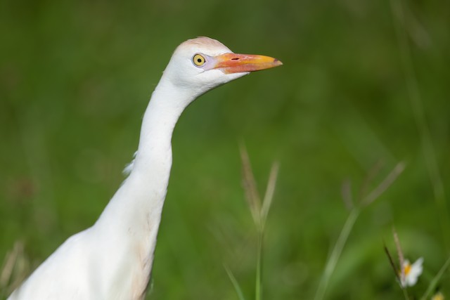 Western Cattle Egret