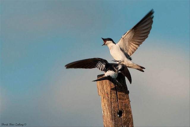  - White-winged Swallow - 
