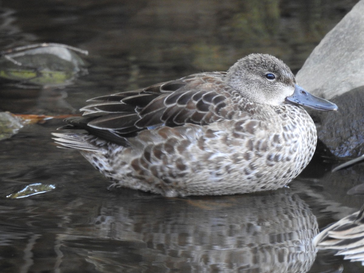 Blue-winged Teal - ML505207031