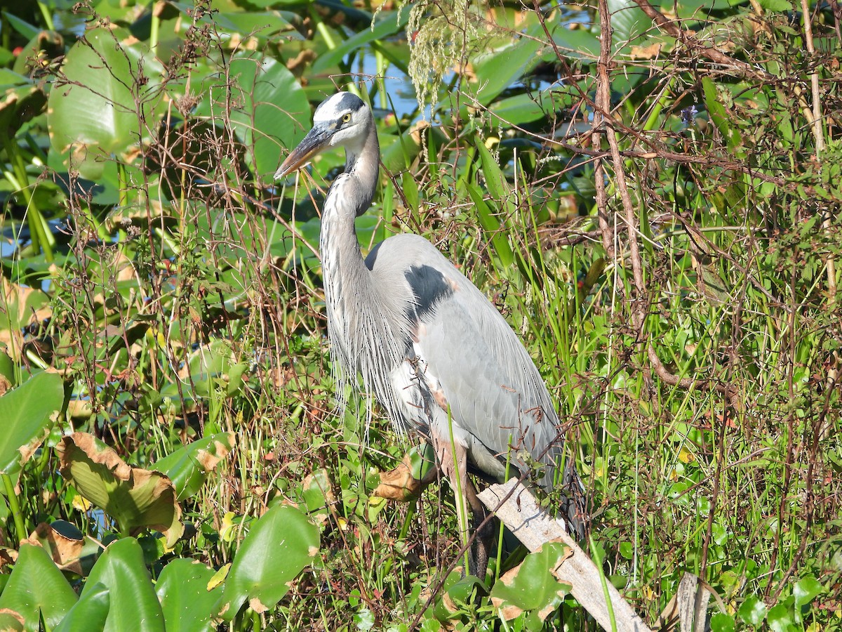 eBird Checklist - 19 Nov 2022 - Loxahatchee NWR--Marsh Trail - 36 ...