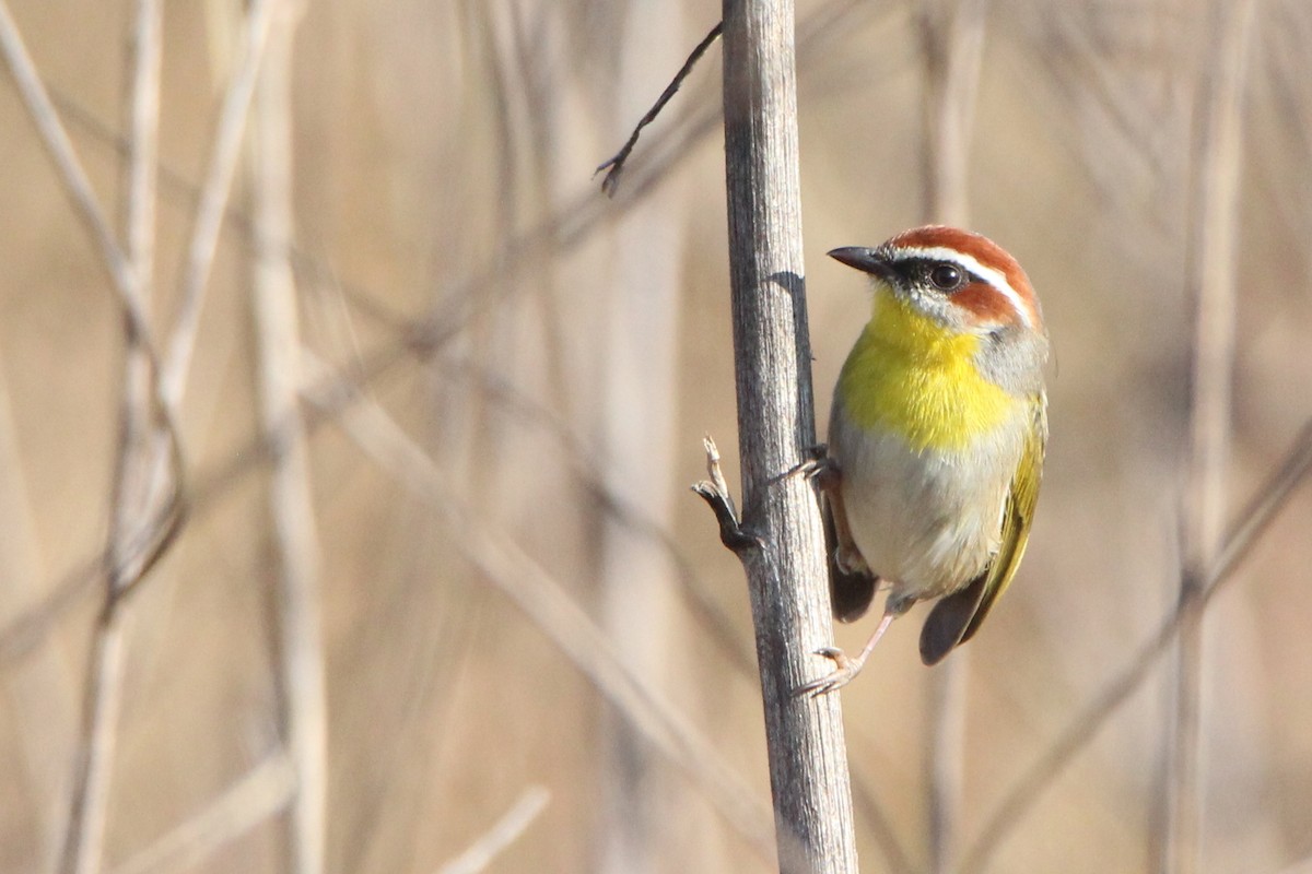 Rufous-capped Warbler - ML505211751