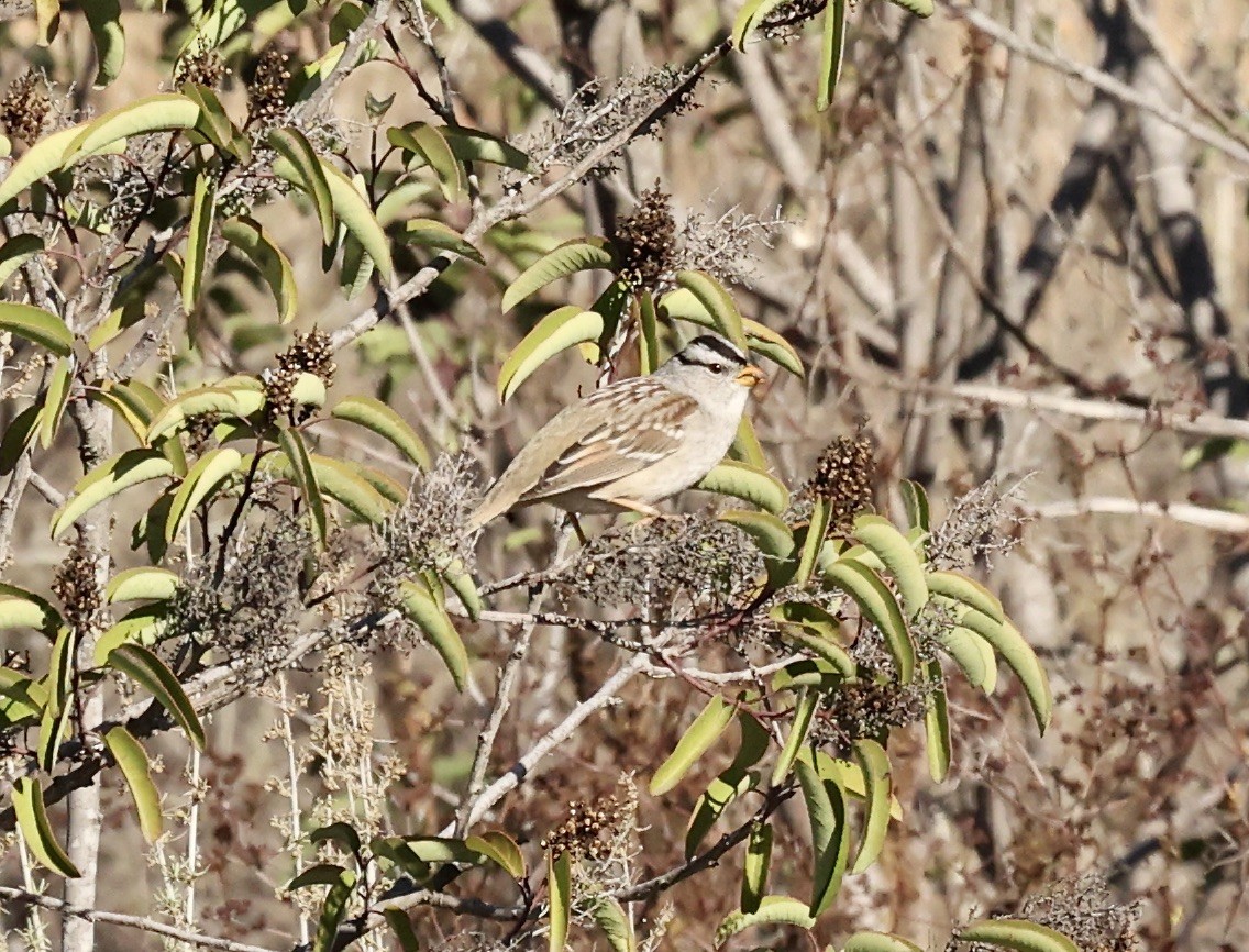 White-crowned Sparrow - ML505215561