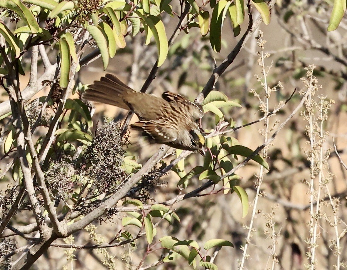 Golden-crowned Sparrow - ML505215841