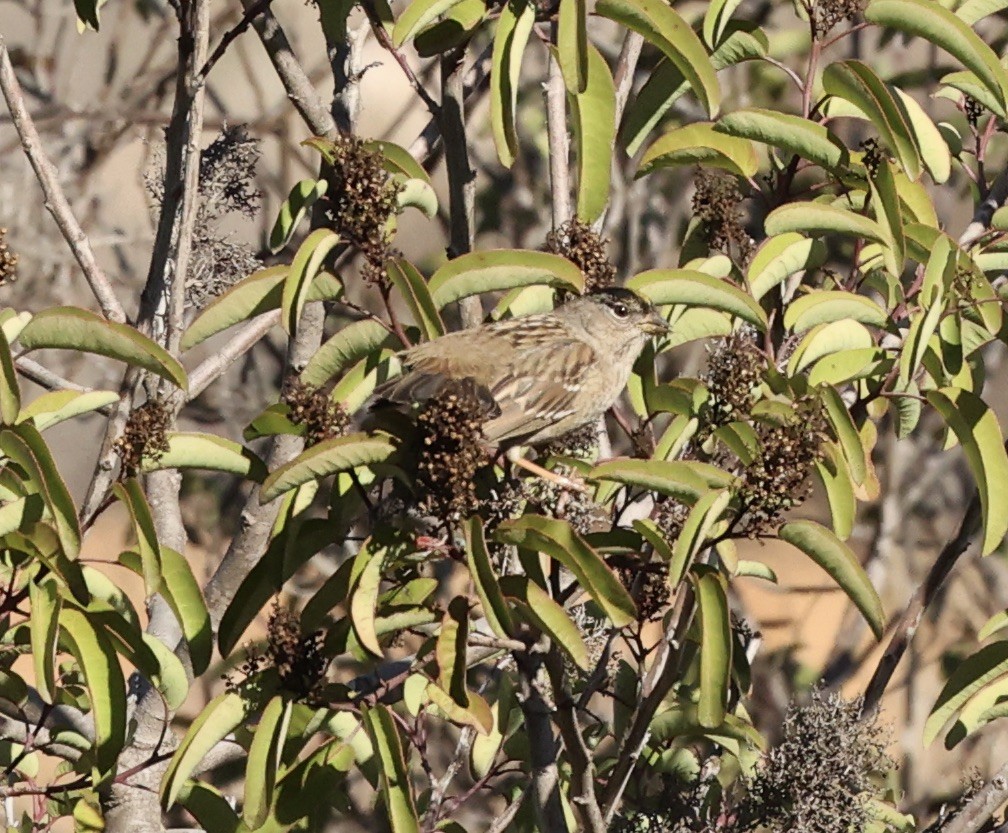 Golden-crowned Sparrow - ML505215851