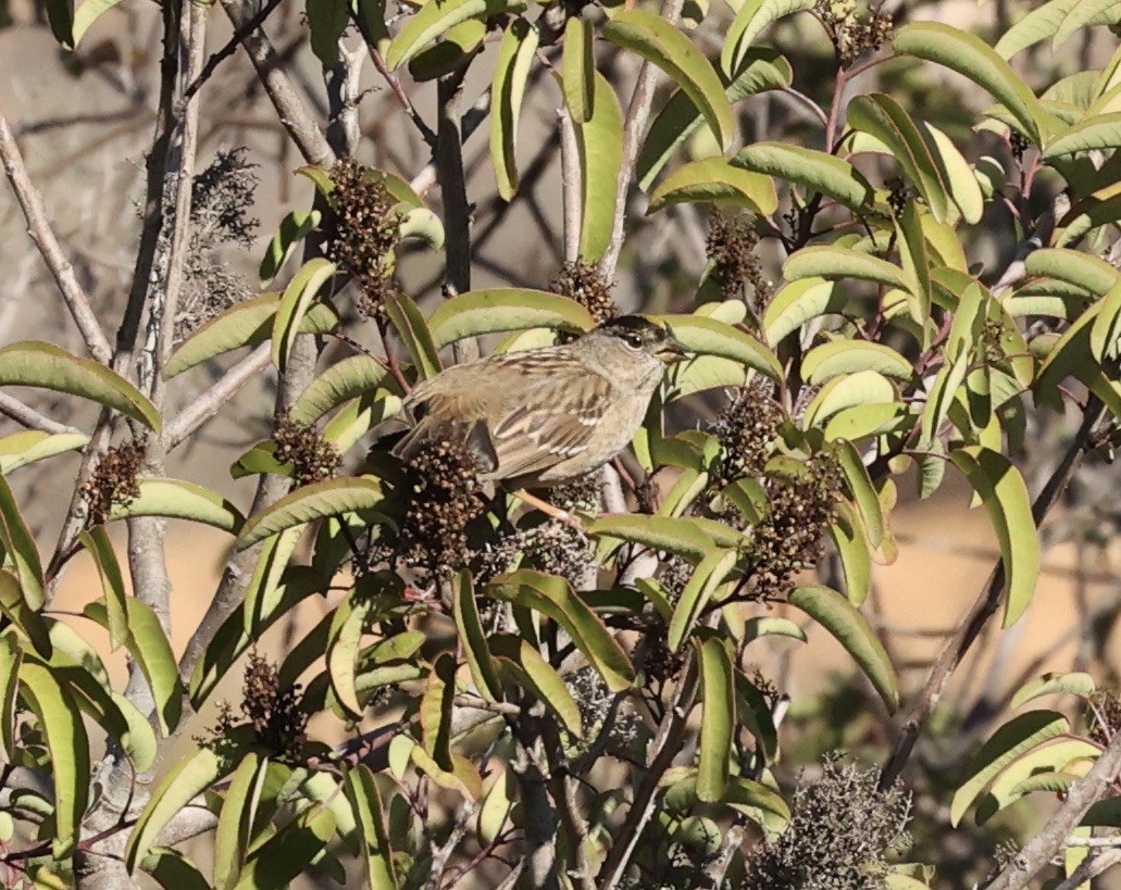 Golden-crowned Sparrow - ML505215861
