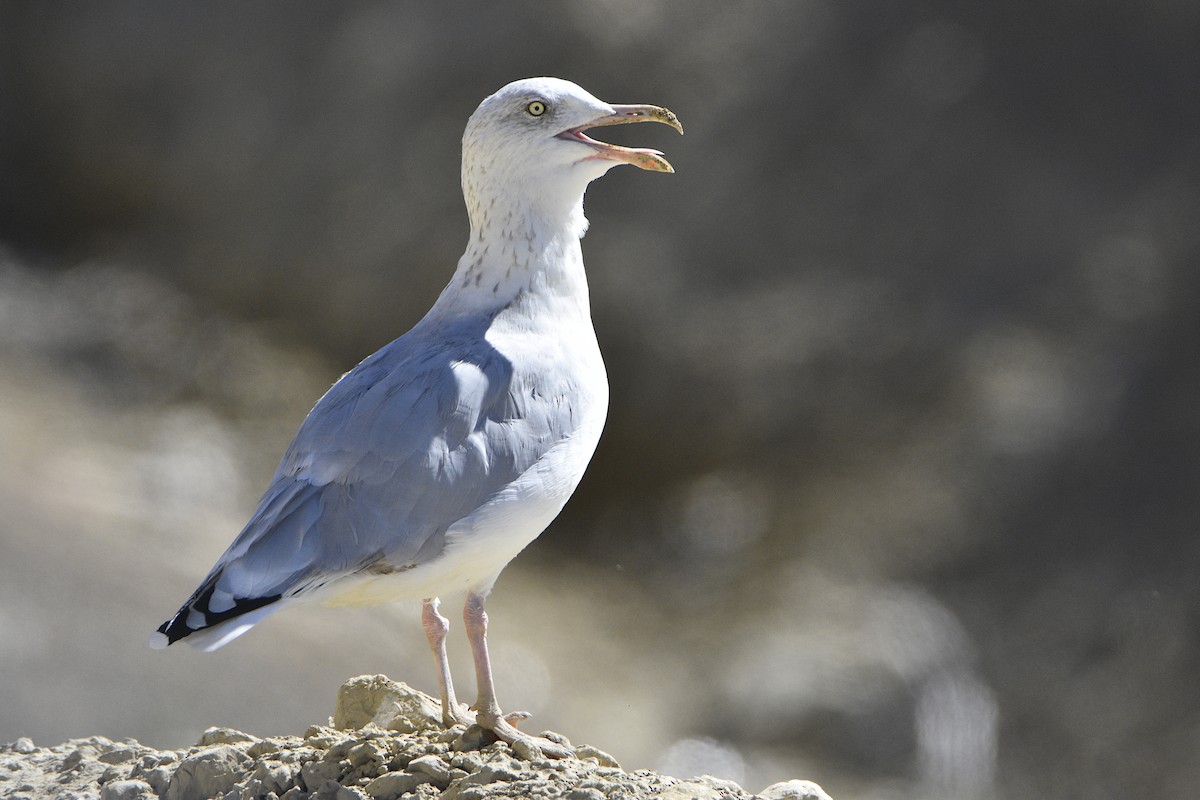 Herring Gull (European) - ML505224011