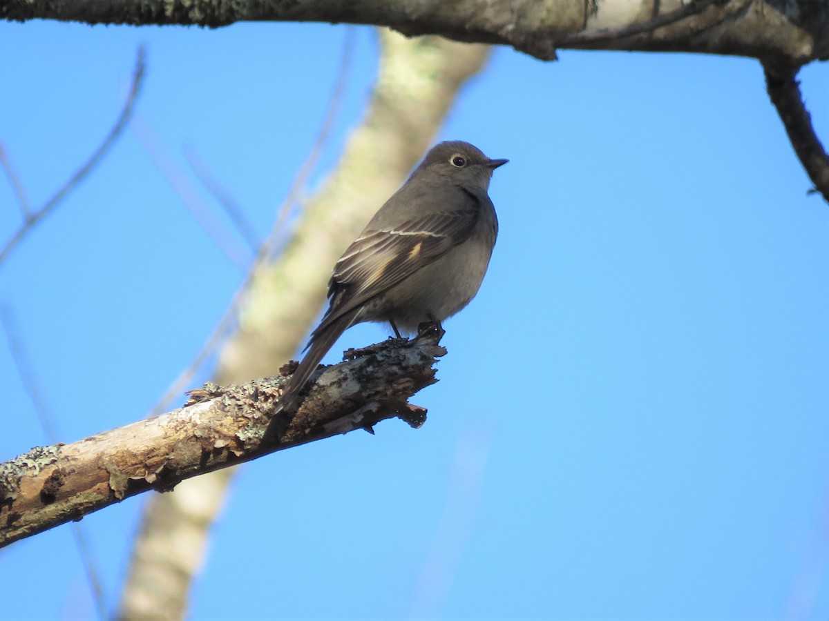 Townsend's Solitaire - ML505225731