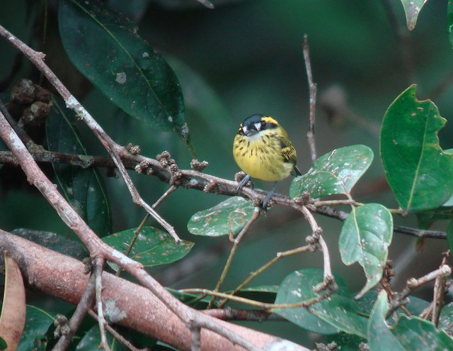  - Yellow-browed Tody-Flycatcher - 