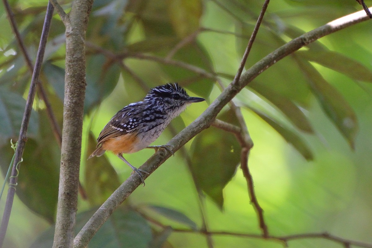 Rondonia Warbling-Antbird - ML505228501