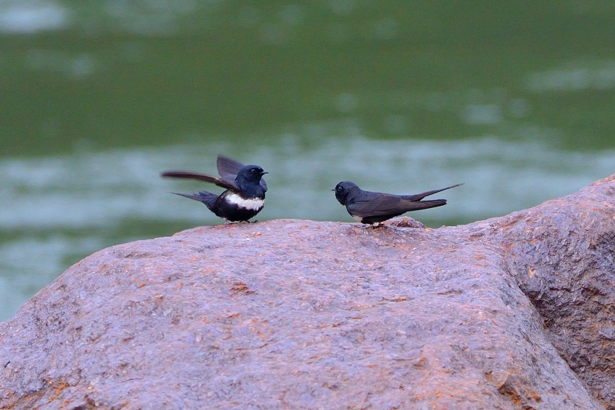 White-banded Swallow - ML505228721