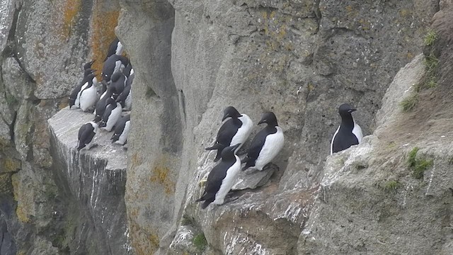 Thick-billed Murre - ML505228901