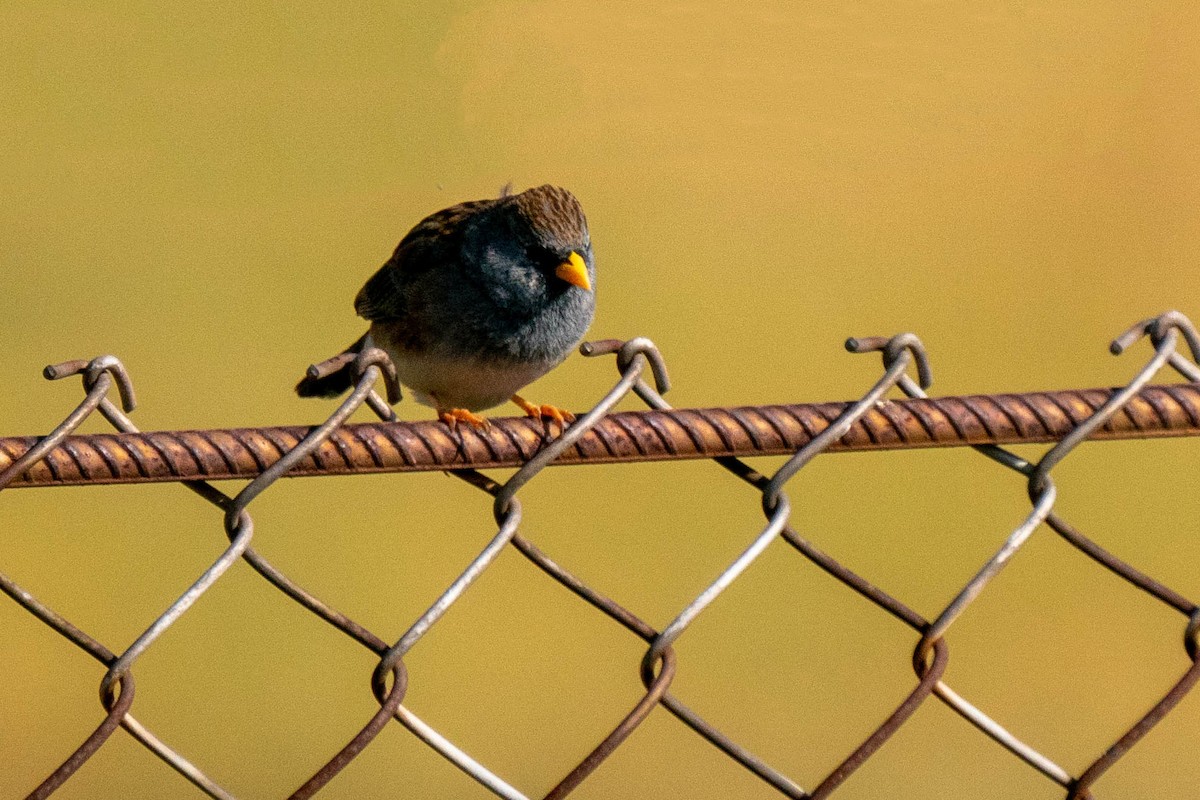 Band-tailed Seedeater - ML505229651