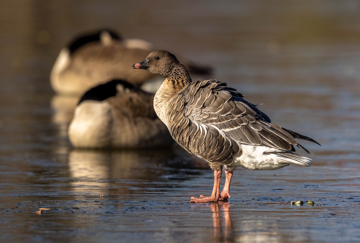 Pink-footed Goose - ML505231111