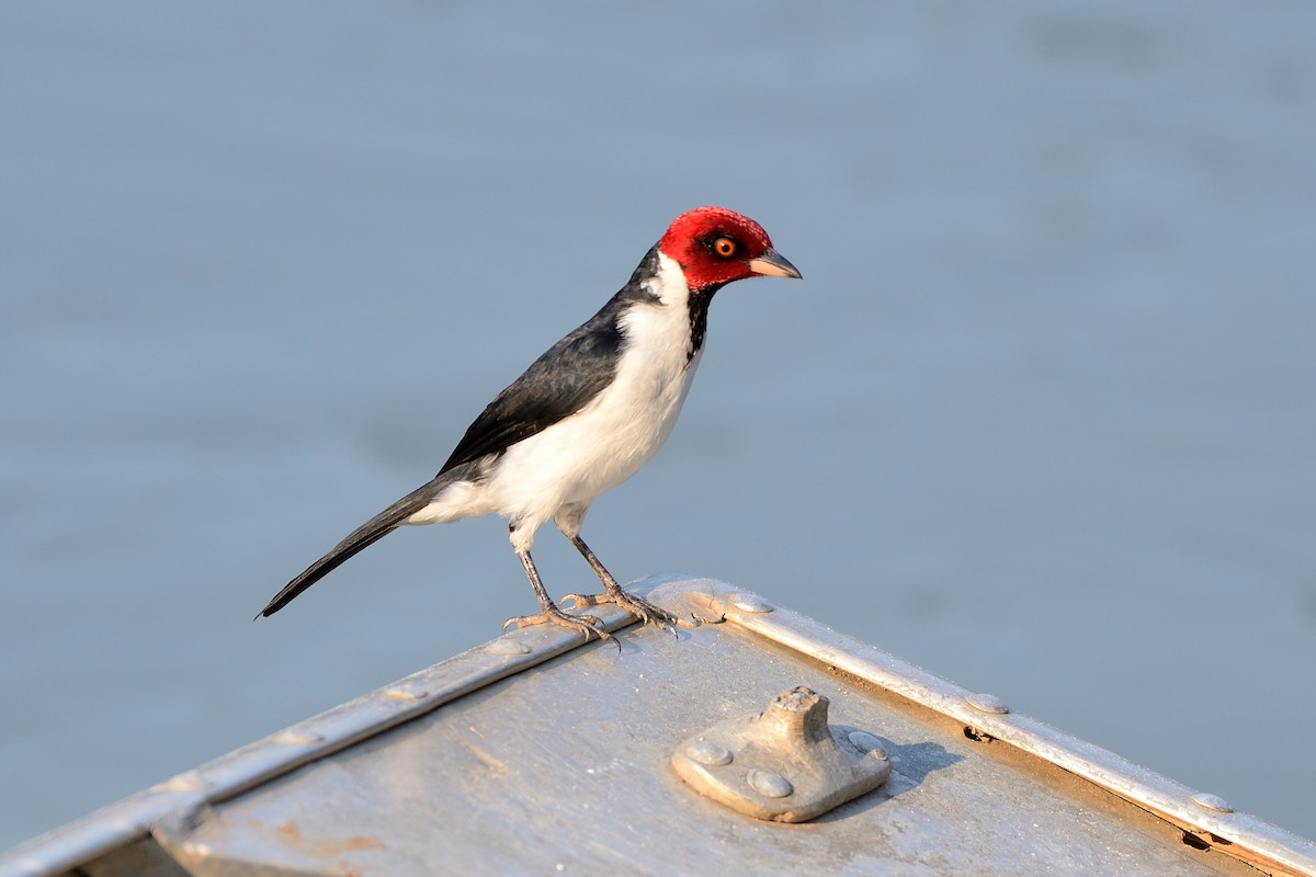 Red-capped Cardinal (Red-capped) - ML505231281