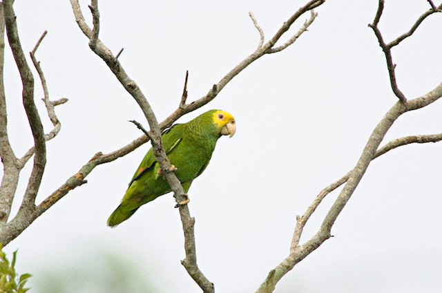 Yellow-headed Parrot (subspecies oratrix) - Yellow-headed Parrot (Mainland) - 