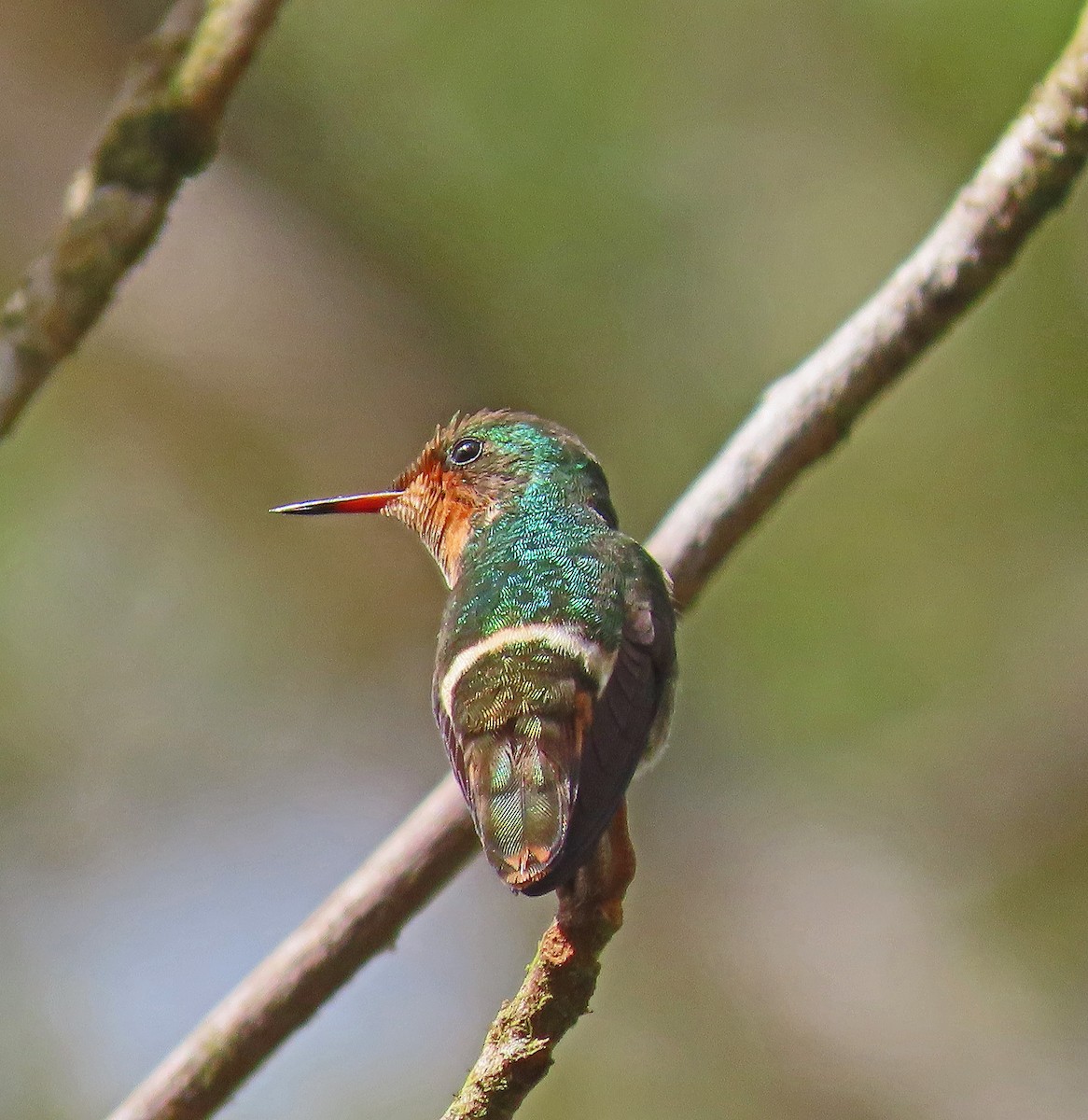 Frilled Coquette - ML505236211