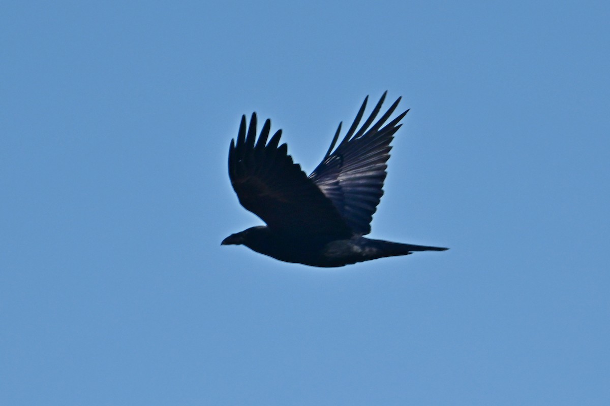 Common Raven - ML505238341