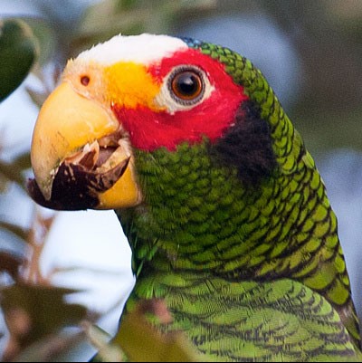 Yellow-lored Parrot male head - Yellow-lored Parrot - 