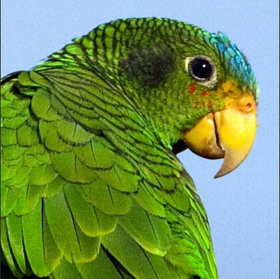 Yellow-lored Parrot female head - Yellow-lored Parrot - 