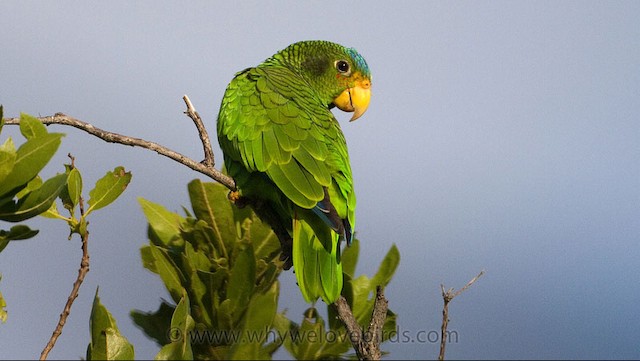  - Yellow-lored Parrot - 
