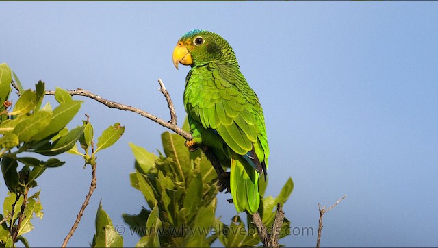  - Yellow-lored Parrot - 