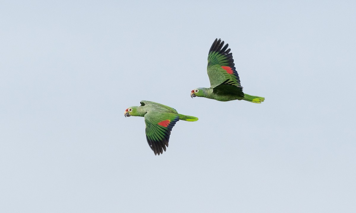 Red-lored Parrot - ML505244871