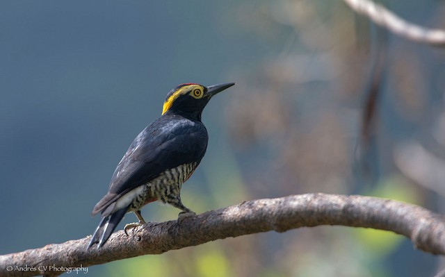  - Yellow-tufted Woodpecker - 