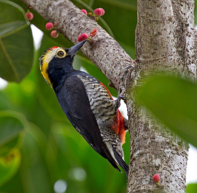  - Yellow-tufted Woodpecker - 