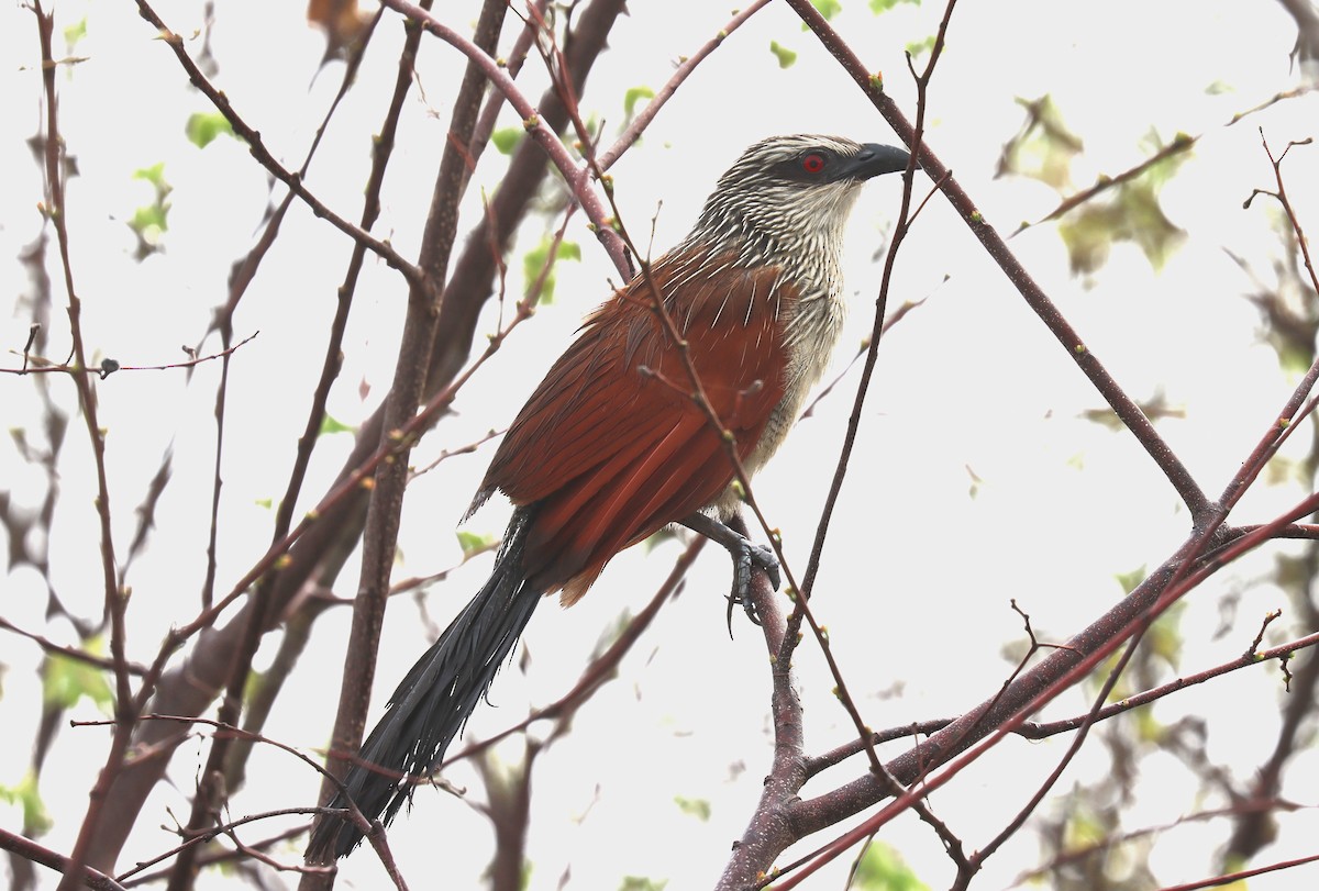 White-browed Coucal - Wayne Paes