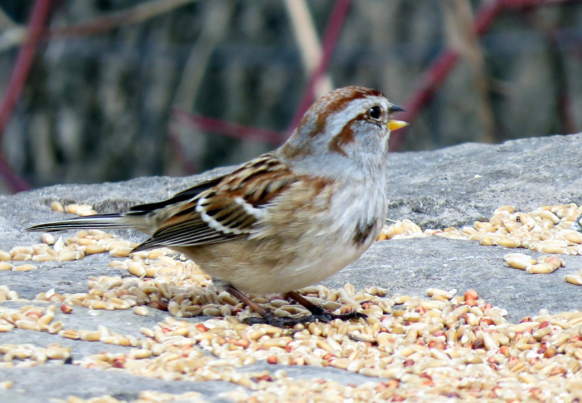 American Tree Sparrow - Pat McKay