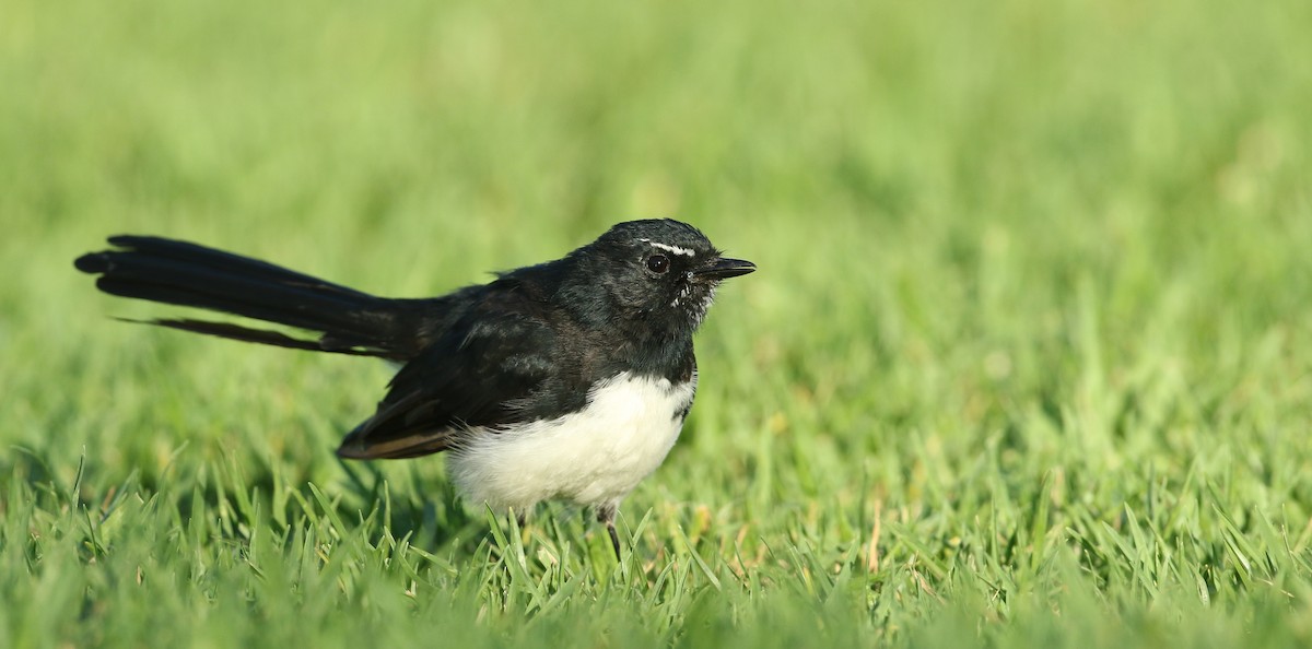 Willie-wagtail - ML50525991