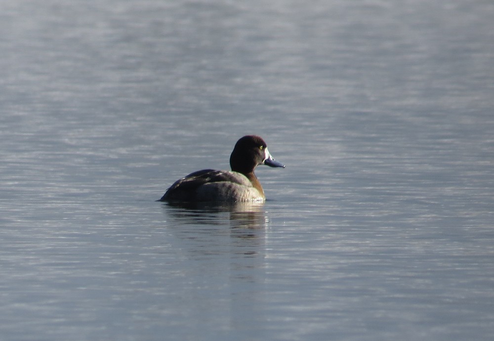 Greater Scaup - ML50526161