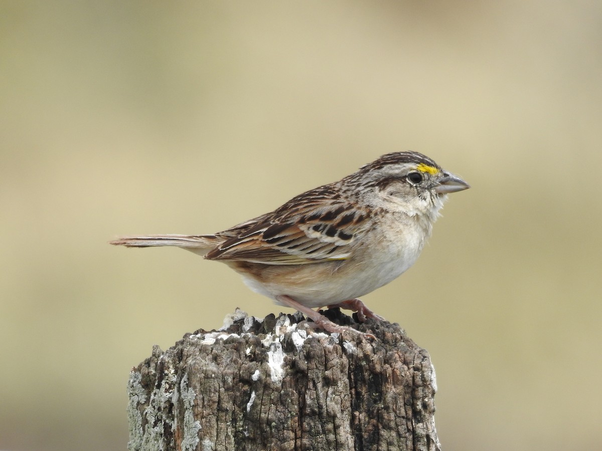Grassland Sparrow - ML505264931
