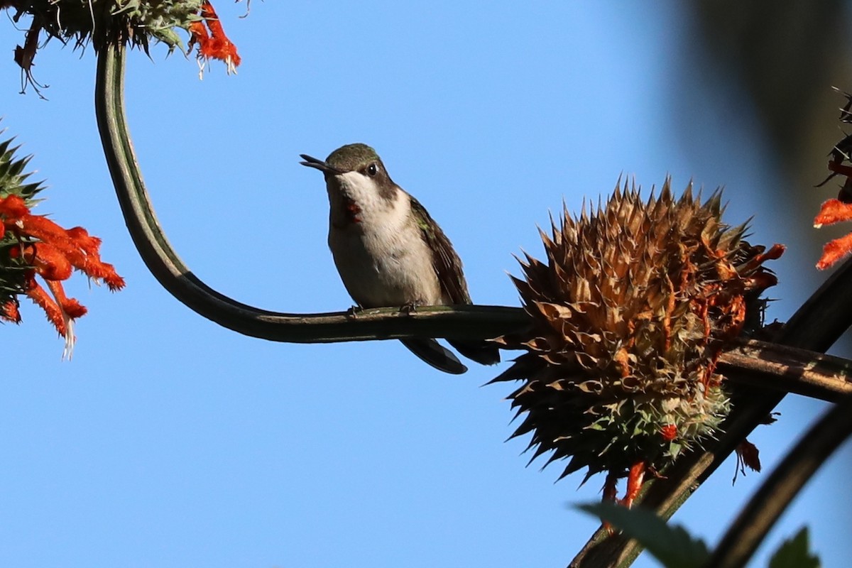 Ruby-throated Hummingbird - ML505269161