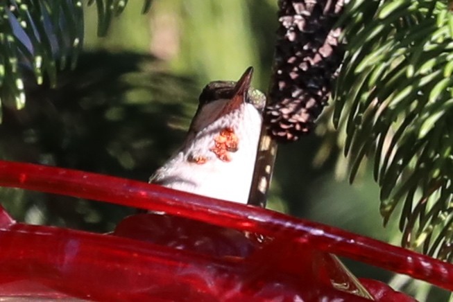 Ruby-throated Hummingbird - Dianna Lieter