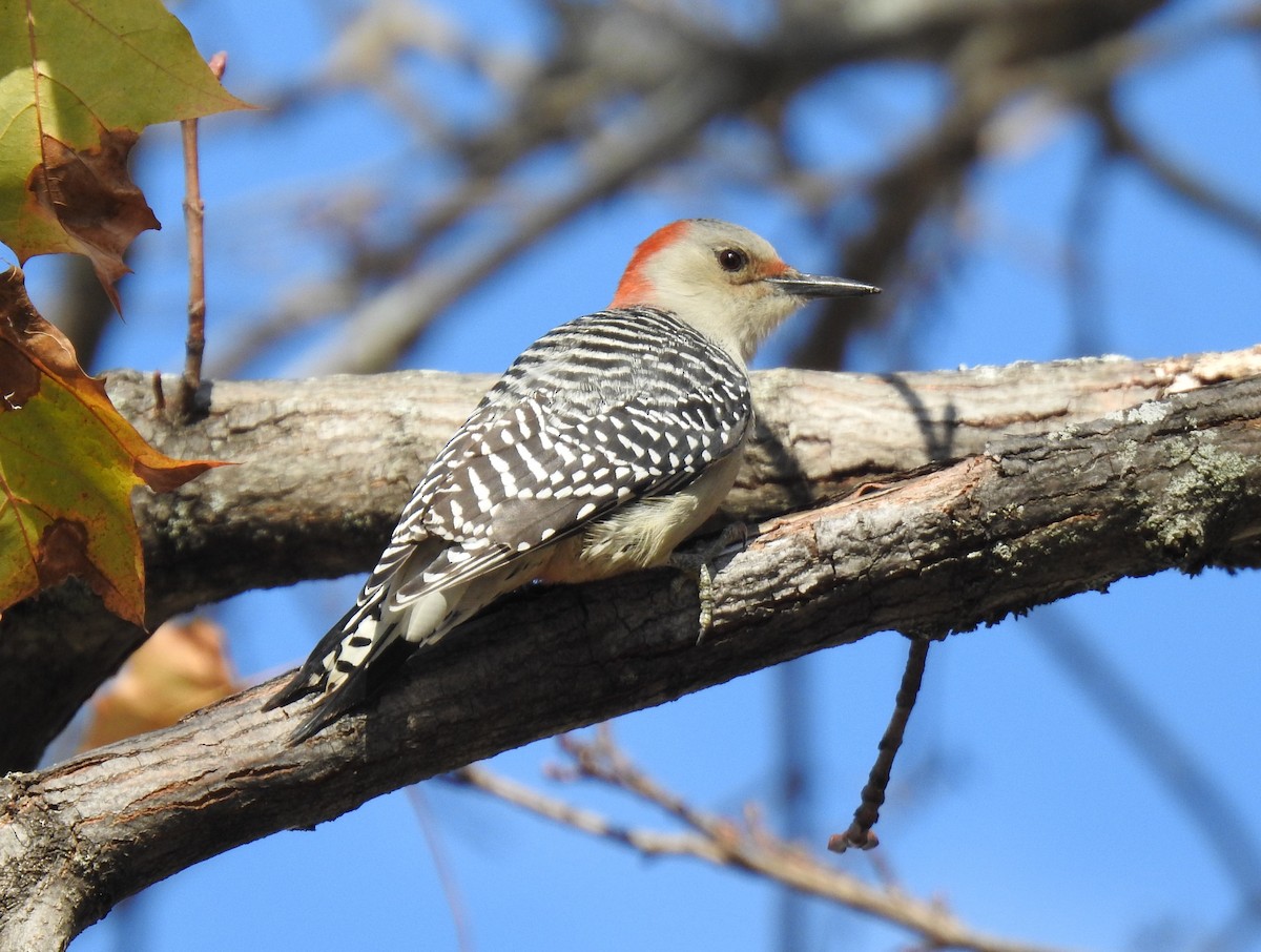 Red-bellied Woodpecker - ML505270191