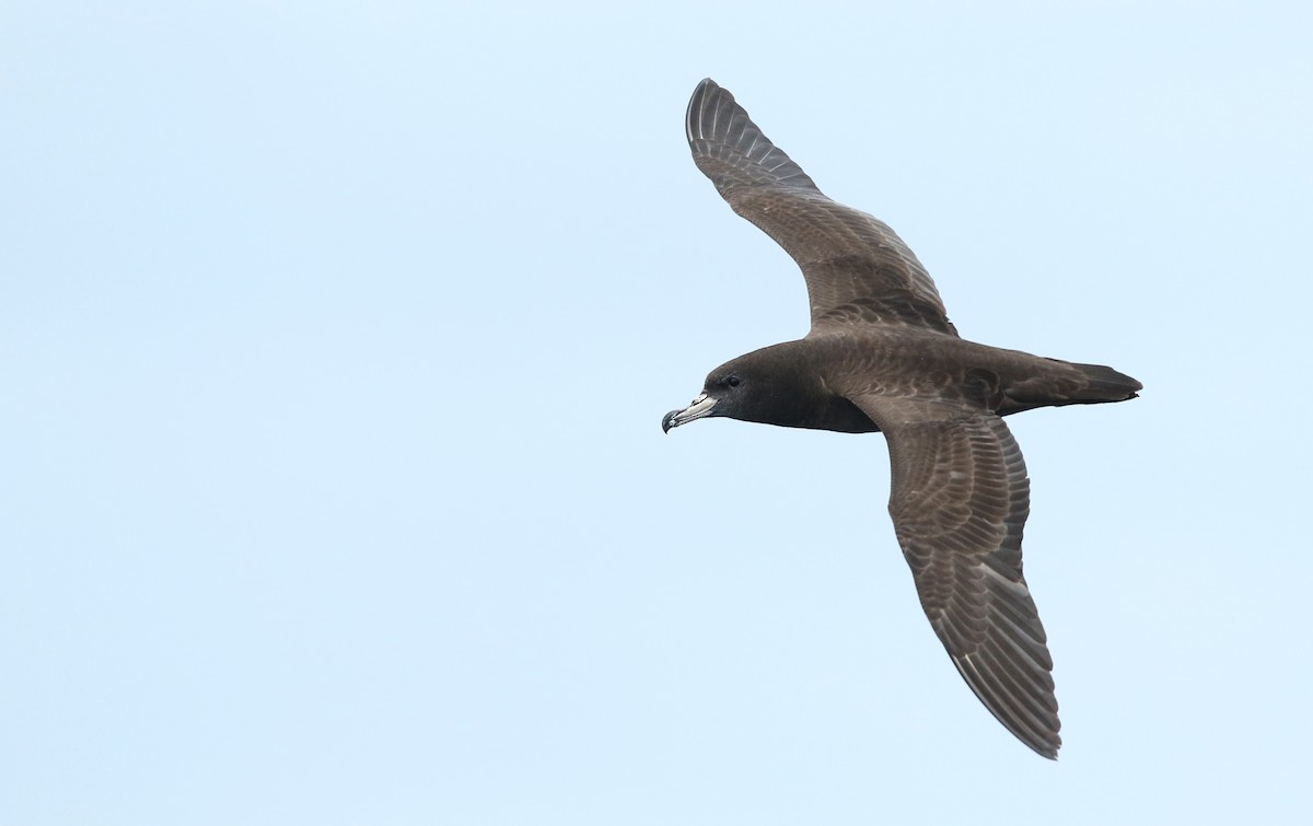 Flesh-footed Shearwater - ML50527241