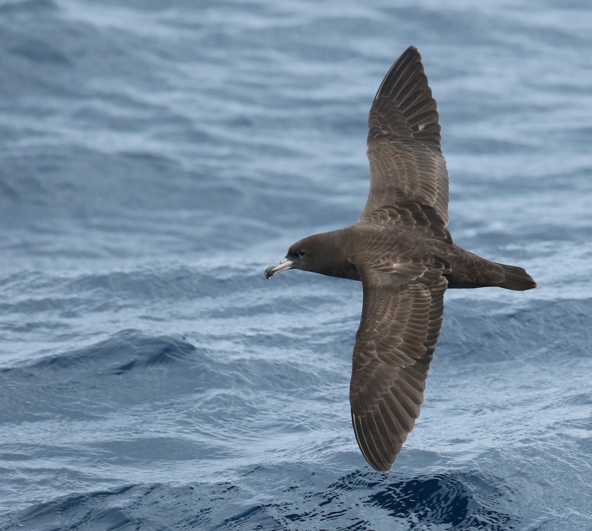 Flesh-footed Shearwater - ML50527251