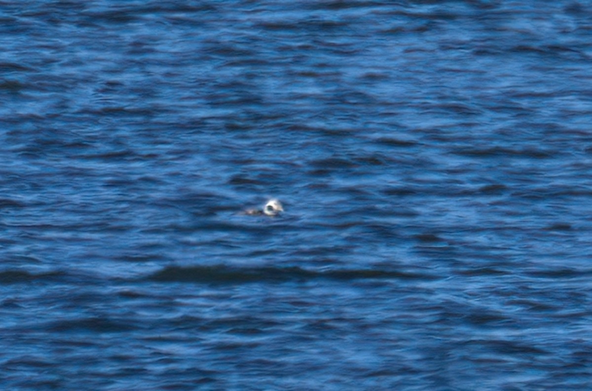 Long-tailed Duck - ML505272531