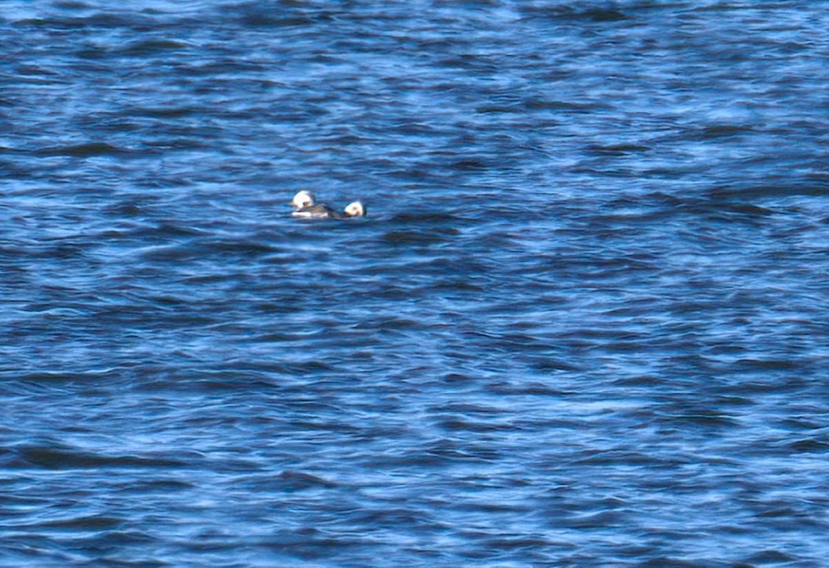 Long-tailed Duck - ML505272571
