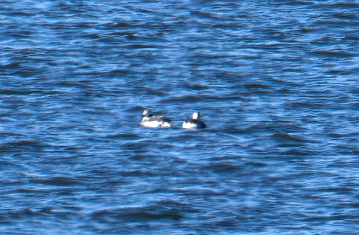 Long-tailed Duck - ML505272641