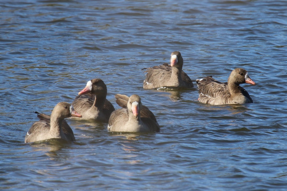 Greater White-fronted Goose - ML505273531
