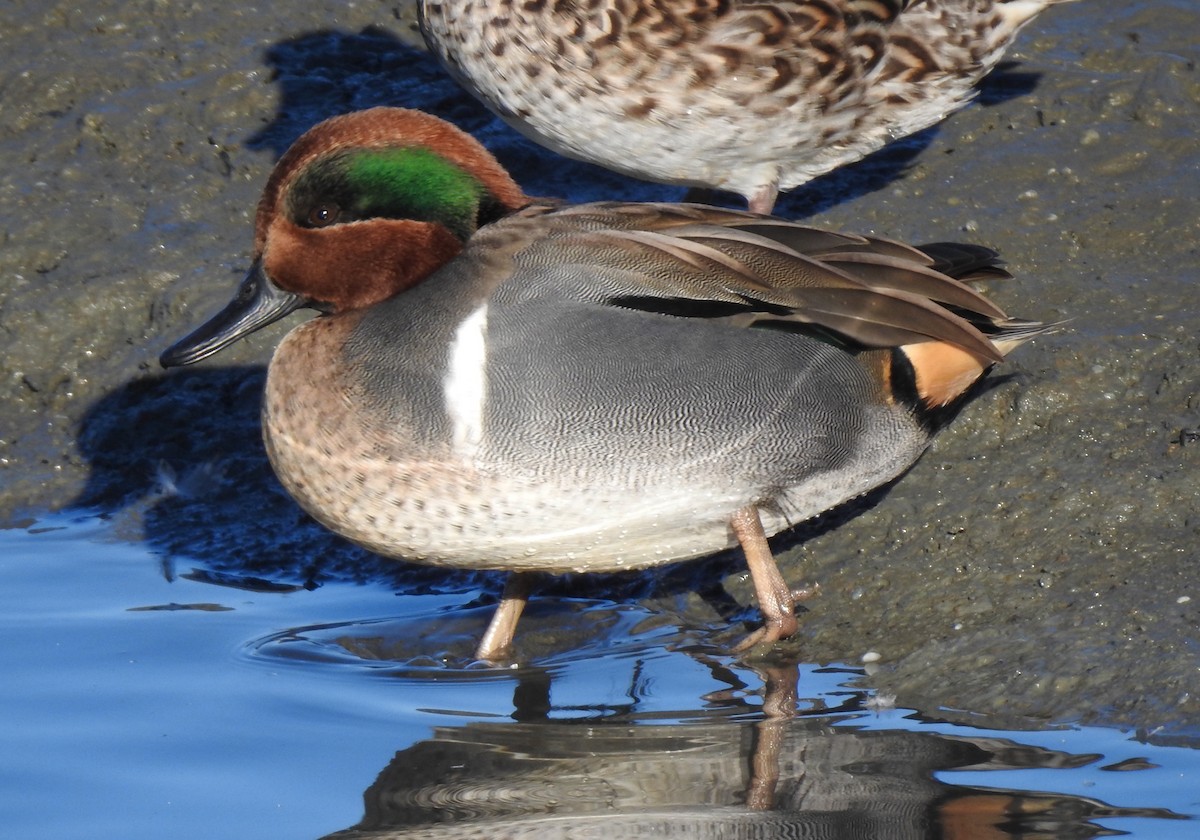 Green-winged Teal - ML505274591