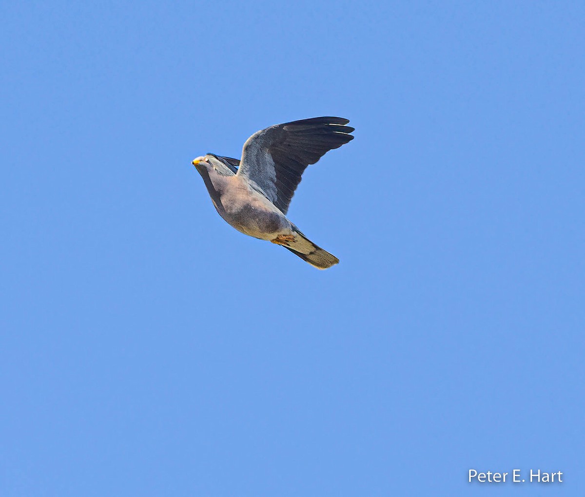 Band-tailed Pigeon - ML505274691