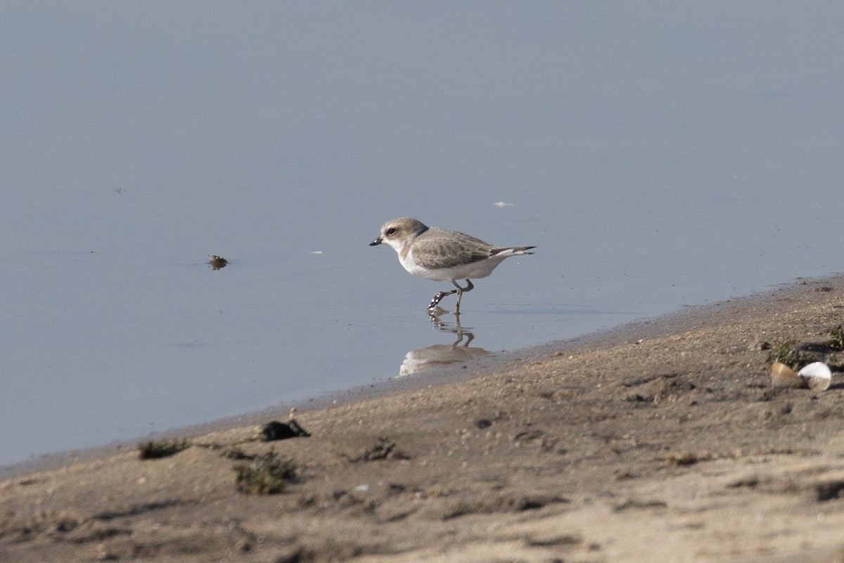 eBird Checklist 19 Nov 2022 Turlock Lakecounty fishing access