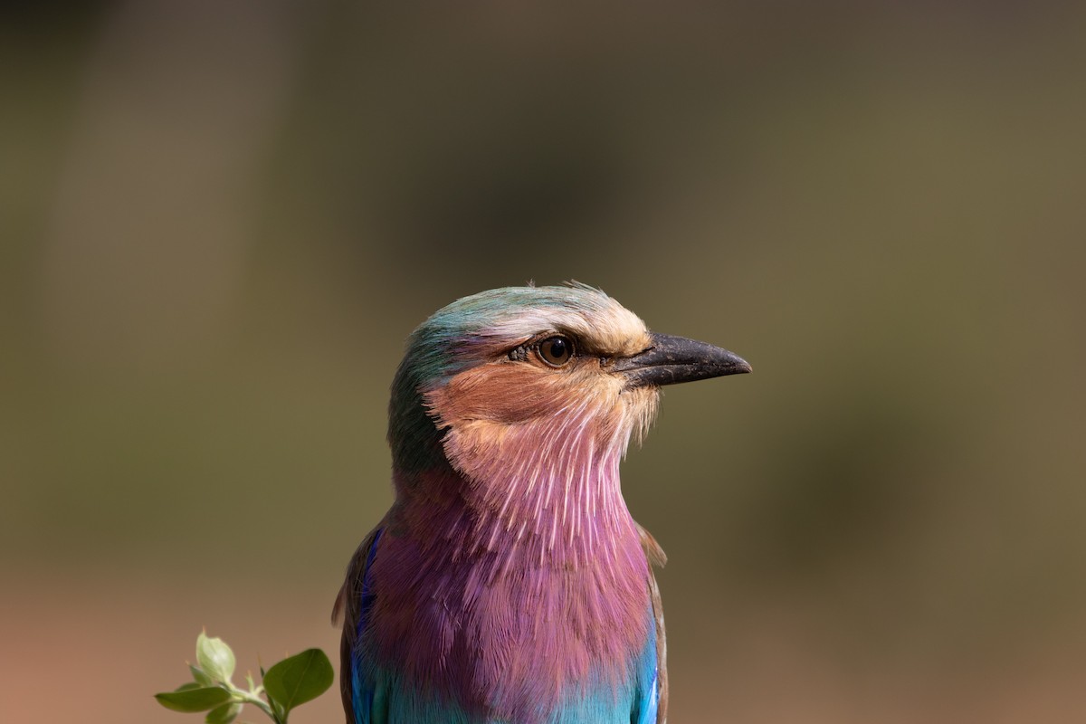 Lilac-breasted Roller - ML505281161
