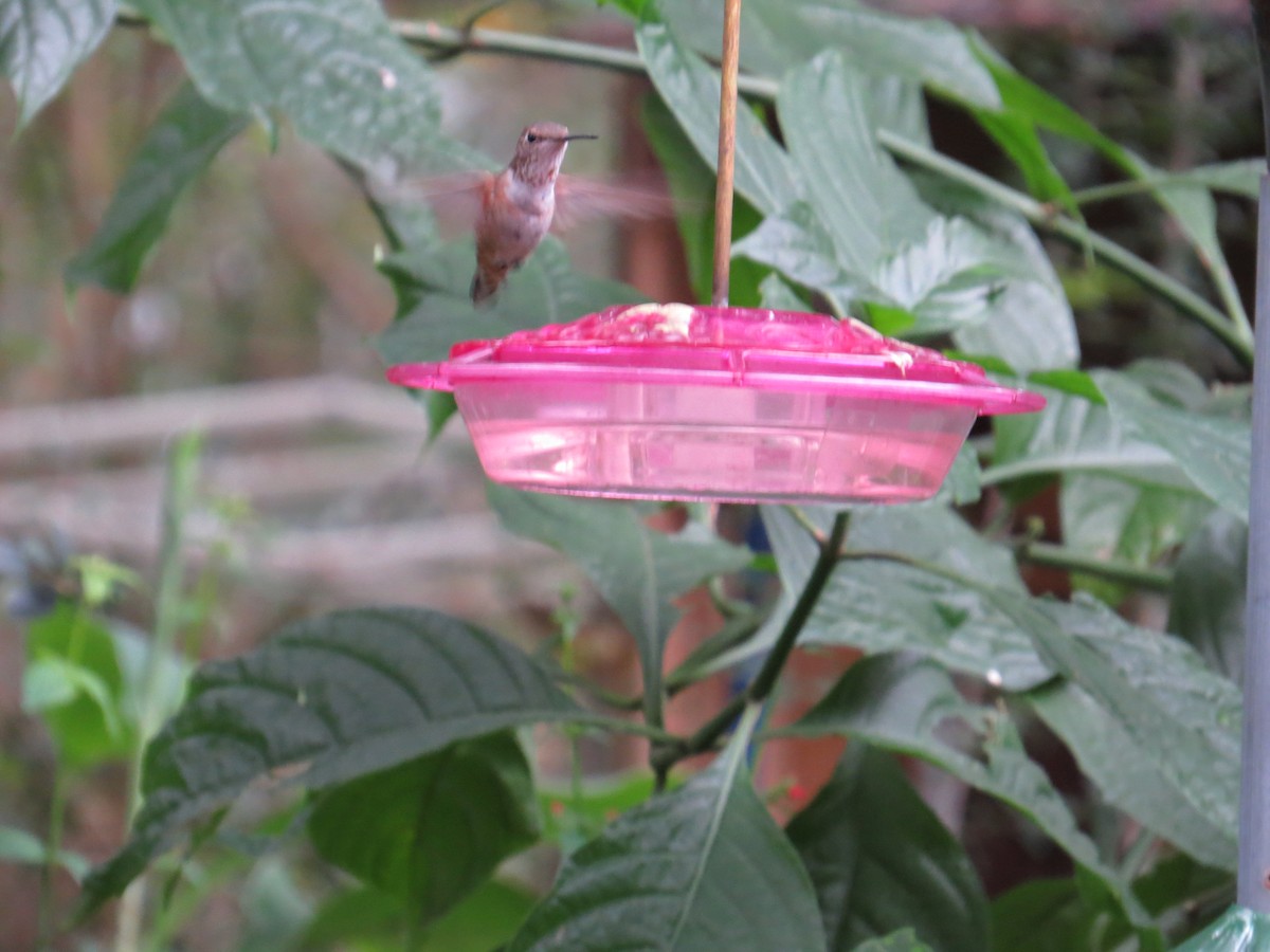 Rufous Hummingbird - ML505281731