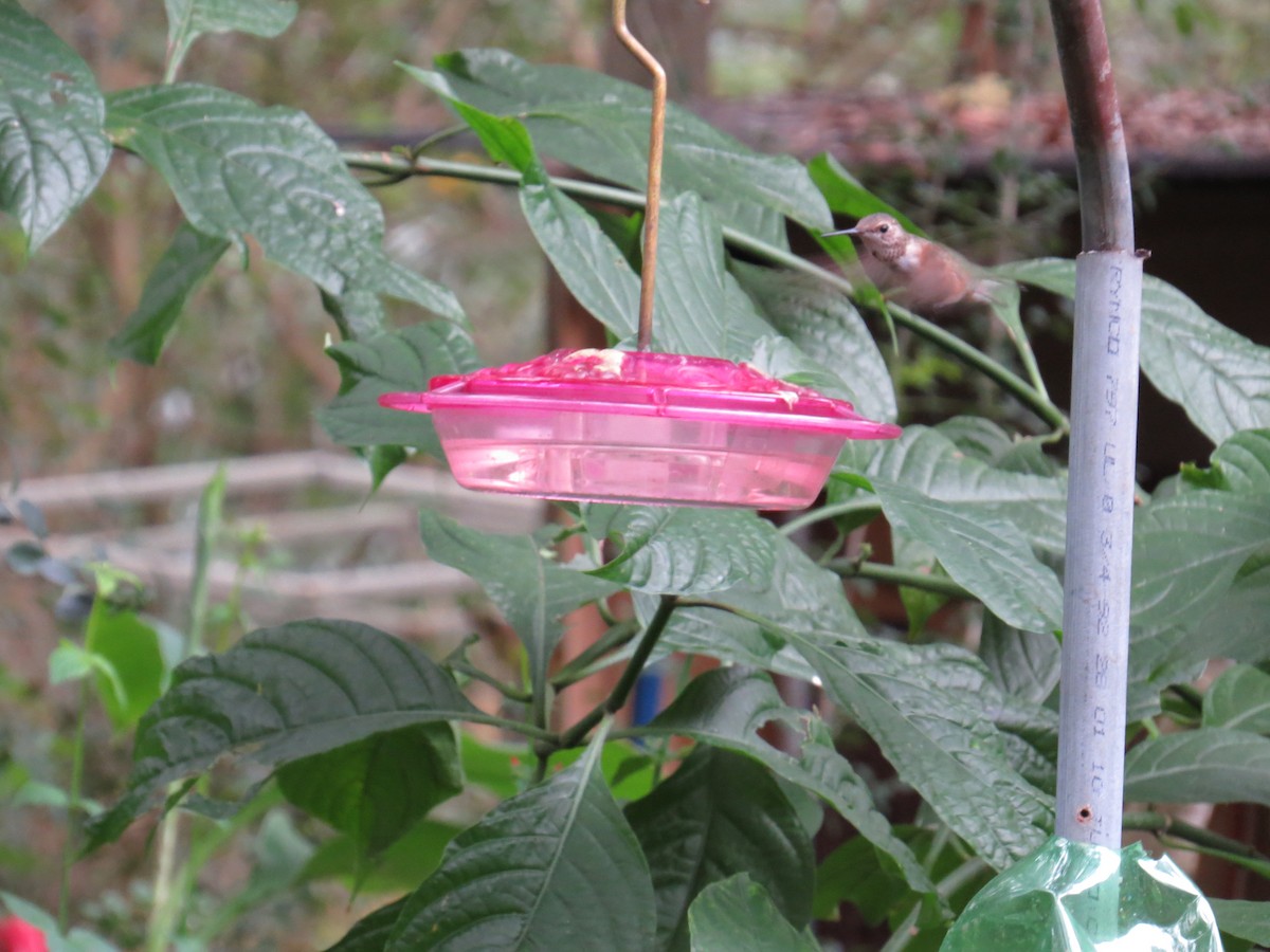 Rufous Hummingbird - ML505281741