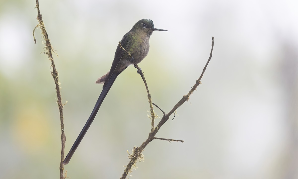 Violet-tailed Sylph - ML505281851